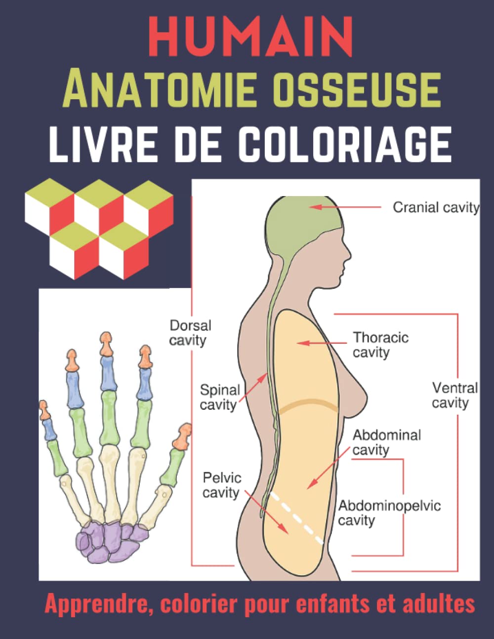 Buy Humain Anatomie osseuse Livre de coloriage Pour enfants et adultes ...