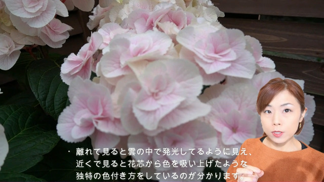 Amazon.co.jp: Monte Pink Sakamoto Gardening Tatsujin
