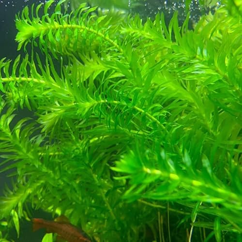 6 Anacharis Densa Live Aquarium Plants Aquatic Stems, Tropical Aquarium Plants For Planting #TOP1
