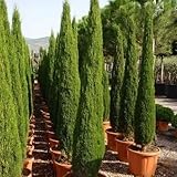 Italienische Zypresse Seeds (Cupressus sempervirens) 25 + Seeds