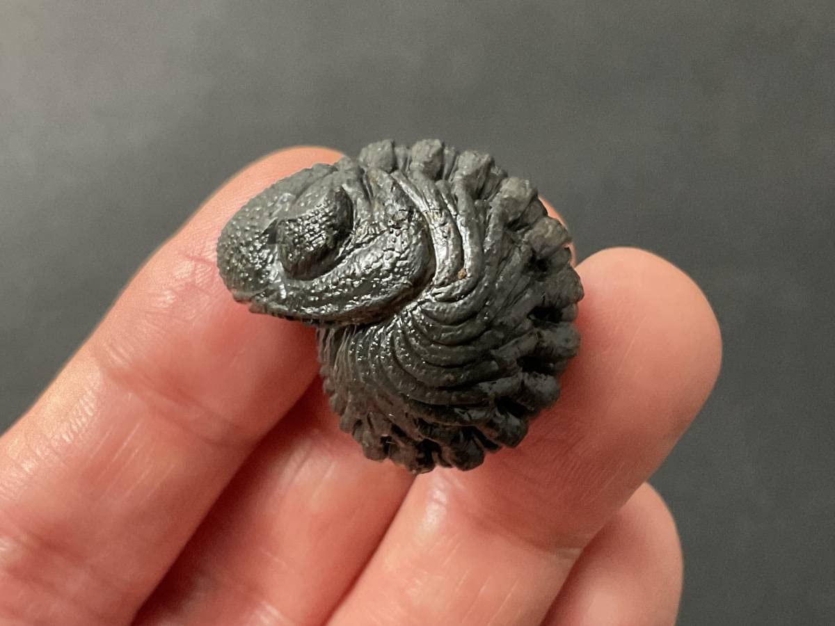 防御態勢の三葉虫 [PH75] ファコプス 化石 Amazon | 三葉虫ファコプス化石[PH67]エンロール防御態勢防御