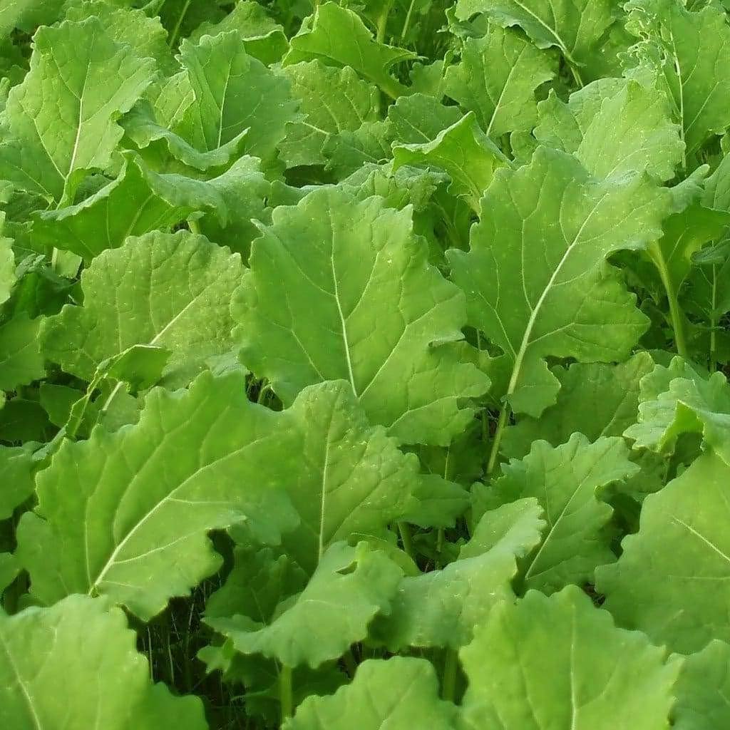 Seven Top Turnip Seeds 50 Count - Heirloom Non-GMO Greens Only from Cool Beans n Sprouts, Hardy Winter Harvest for Home Gardens
