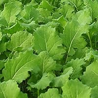 Seven Top Turnip Seeds 50 Count - Heirloom Non-GMO Greens Only from Cool Beans n Sprouts, Hardy Winter Harvest for Home Gardens