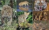 RESTPOSTEN: Sie erhalten 6 St. 3-D-Postkarten von Wildkatzen aus aller Welt.