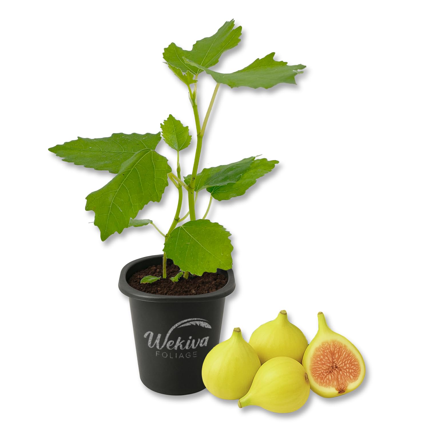LSU Gold Fig Tree 1 Live Starter Plant