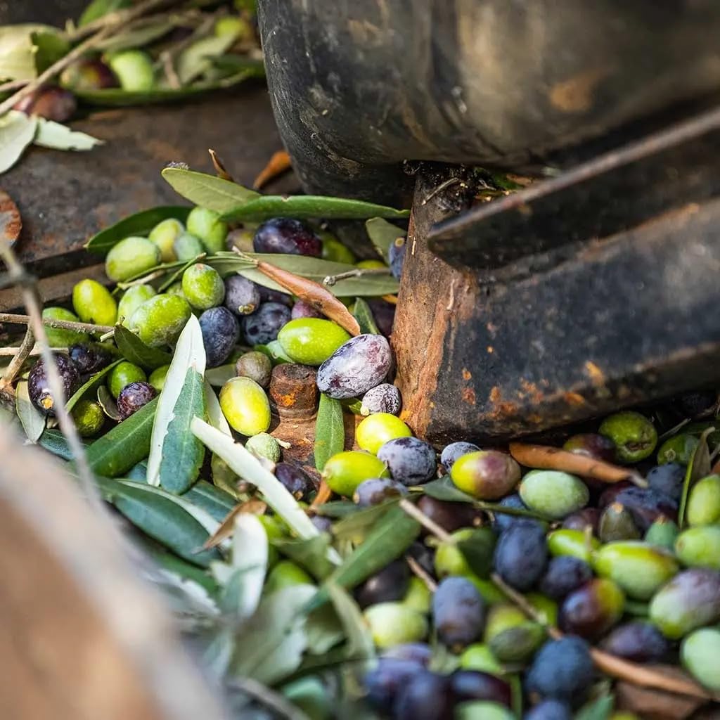 SARACINO 1925 Olio Extravergine di Oliva Italiano 100% – Lattina 3L – Estratto a Freddo – Bassa Acidità <0,4% – Blend Cellina di Nardò, Ogliarola Salentina e Leccino – Olio EVO di Qualità Superiore