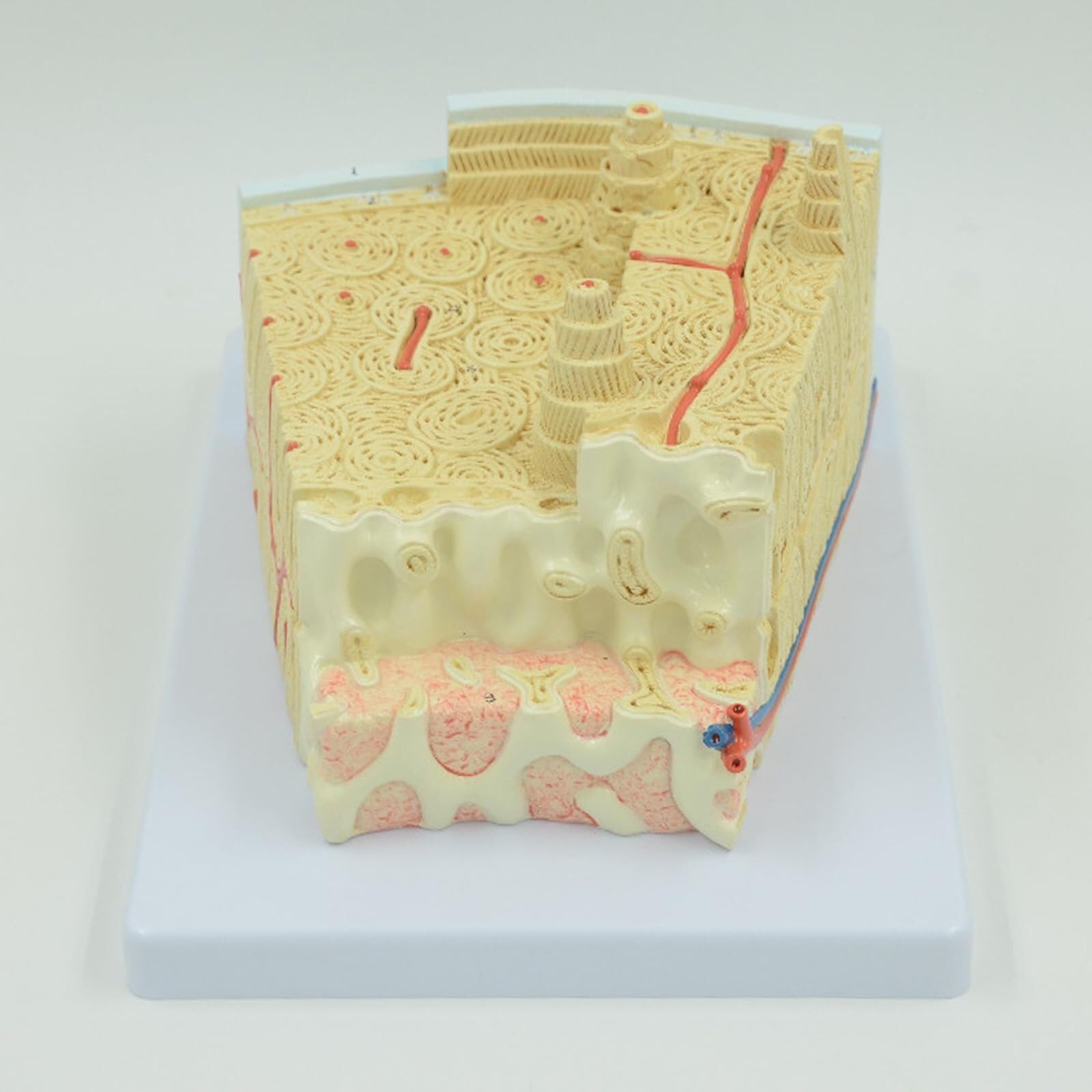 Bone Tissue Bone Marrow Internal Structure Model, Human Bone Structure Anatomy Model, Anatomically Accurate, for Medical Teaching Demonstration