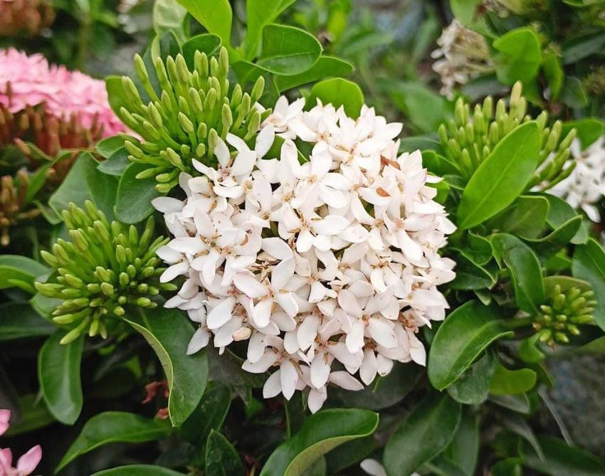 GreenWorld Special All Time White Mini Rangan Flower Plant,(Pack Of 1) ''Ready To Blooming At 4 to 6 Month''Healthy Original Variety Live Plant-image-20