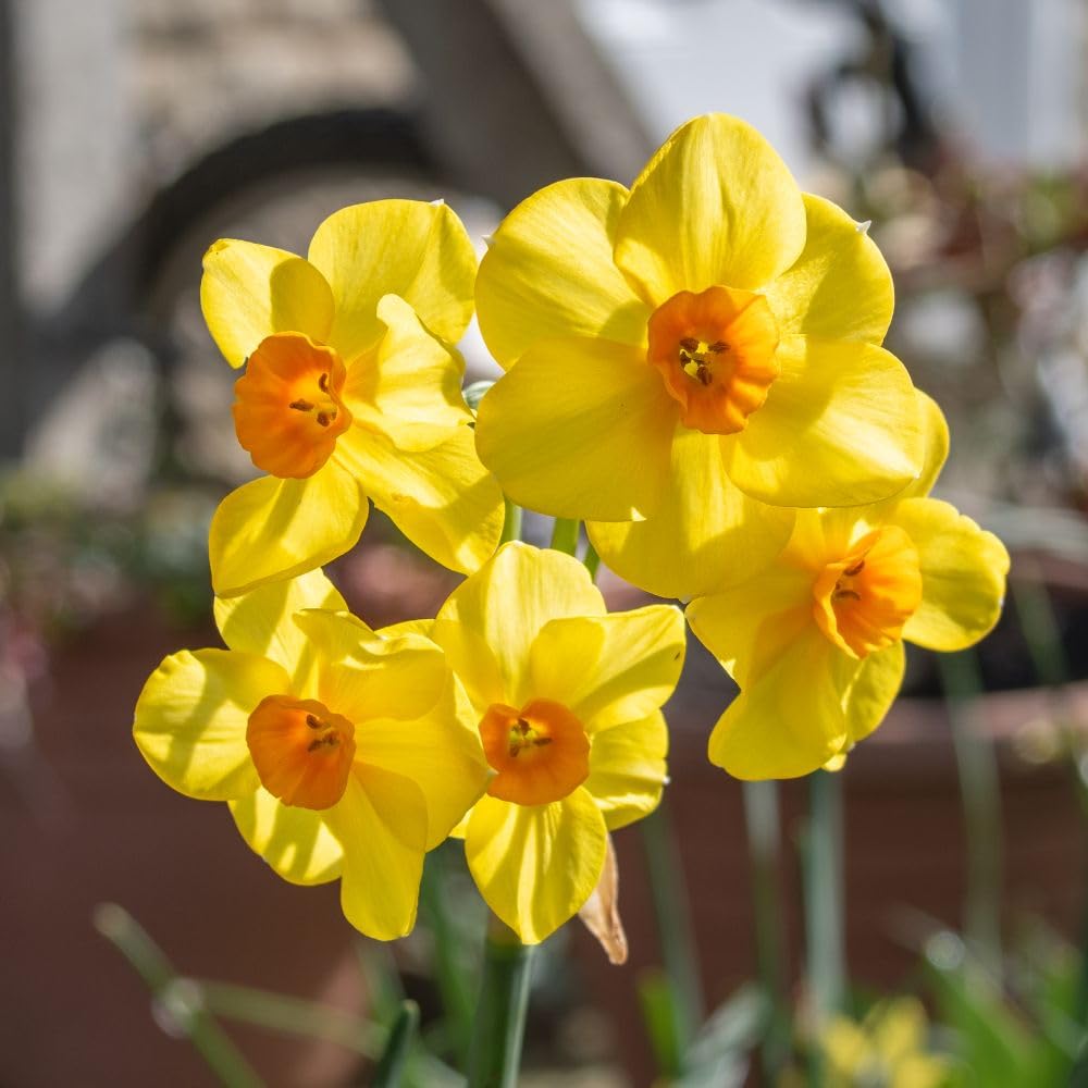 Daffodil Jonquilla Martinette Showy Fragrant Yellow Blooms Multiple Flowers Per Stem Elegant Spring Display Borders Containers 20x Bulbs by Thompson and Morgan