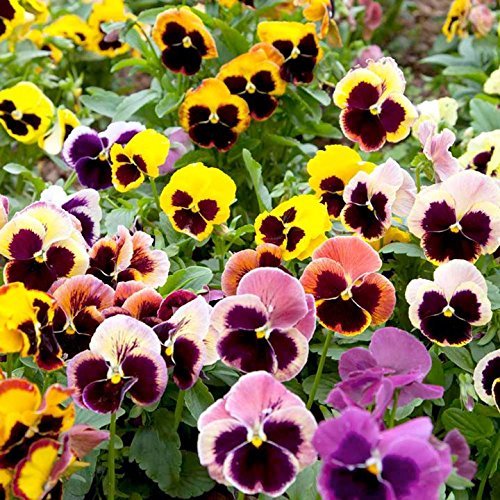 OhhSome Flower Seeds : Pansy Hybrid Mix Flower Seeds - Flower Seeds - Kitchen Garden Pack - Eco (B07WJ9Q39F) Amazon Price History, Amazon Price Tracker