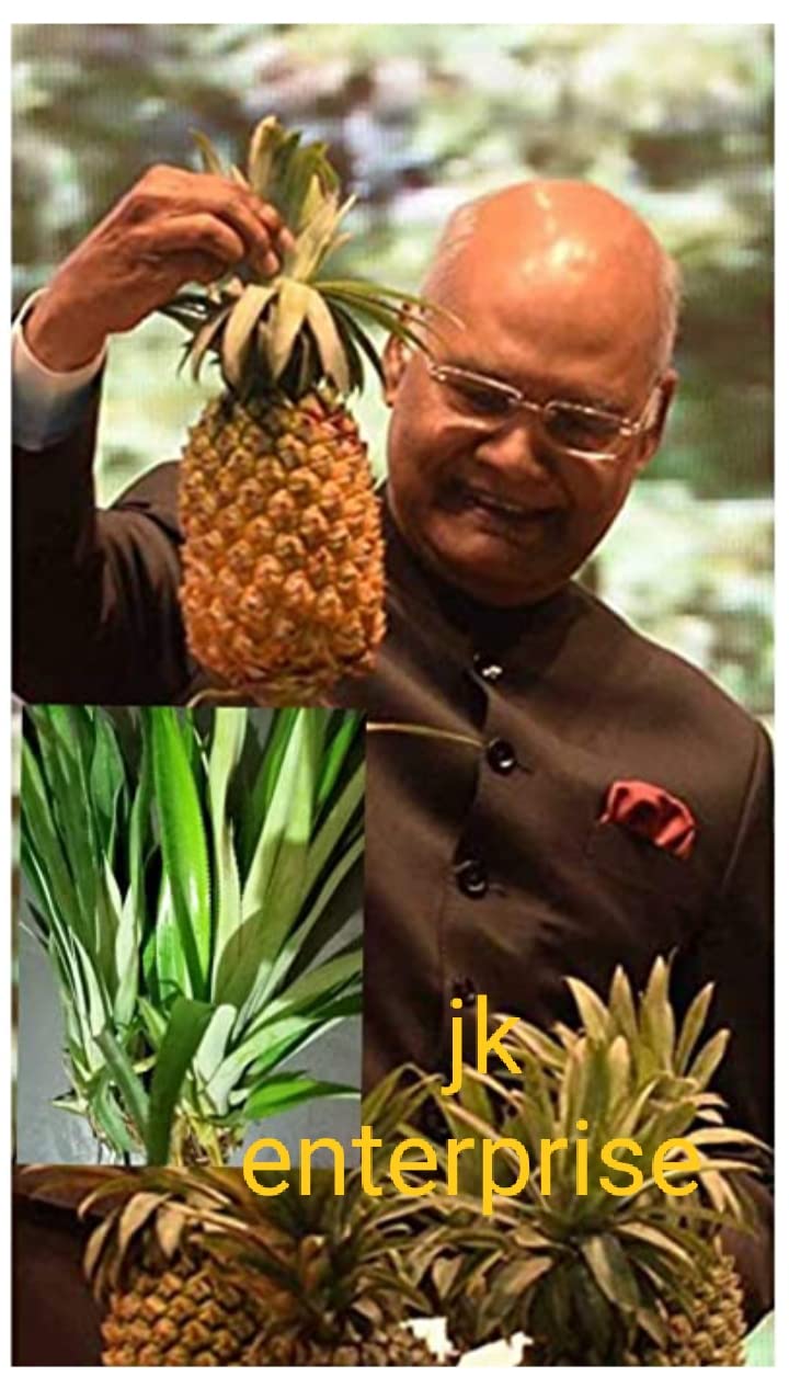 See full amazon price history chart for Five (5) Nos world sweetest pineapple plant Five (5) Nos world sweetest pineapple plant (B0BSQQPXLF) Amazon Price History, Amazon Price Tracker