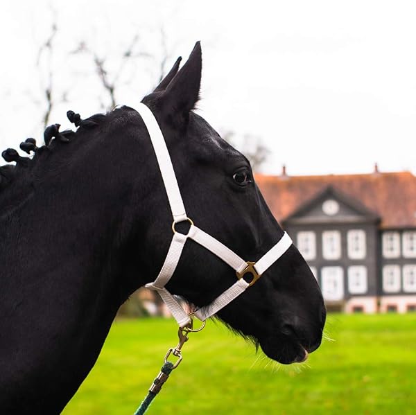 Cavezza per cavallo, sangue caldo, purosangue, sangue freddo – cavezza per stalla, cavezza per pascolo, 2 regolazioni su sottogola e nuca – sicura e antistrappo (verde abete, sangue caldo, Full) - 5