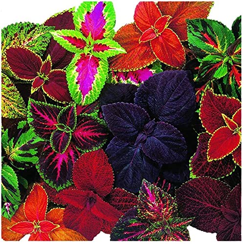 Golden Hills Farm Coleus Beautiful Colourful Leaves | Ornamental Plant 100-301 seeds (B0BNKXCQ2Z) Amazon Price History, Amazon Price Tracker