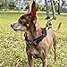 PJDDP Hundehalsband Mit Einziehbarer Hundeleine 2 in 1, Haustierhalsband Mit Schnellverschluss Reflektierende Verstellbares Hundetrainingshalsbänder Für Mittlere Und Kleine Hunde Walking/Wandern,M
