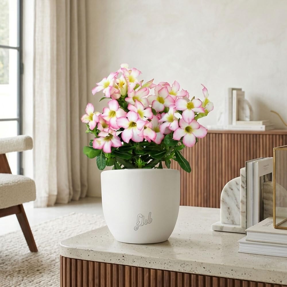 Rosa del Deserto Vera (Adenium Obesum) con Vaso in Terracotta FLOB – Pianta Viva Tropicale da Interno – Vaso 12 cm – Facile da Curare
