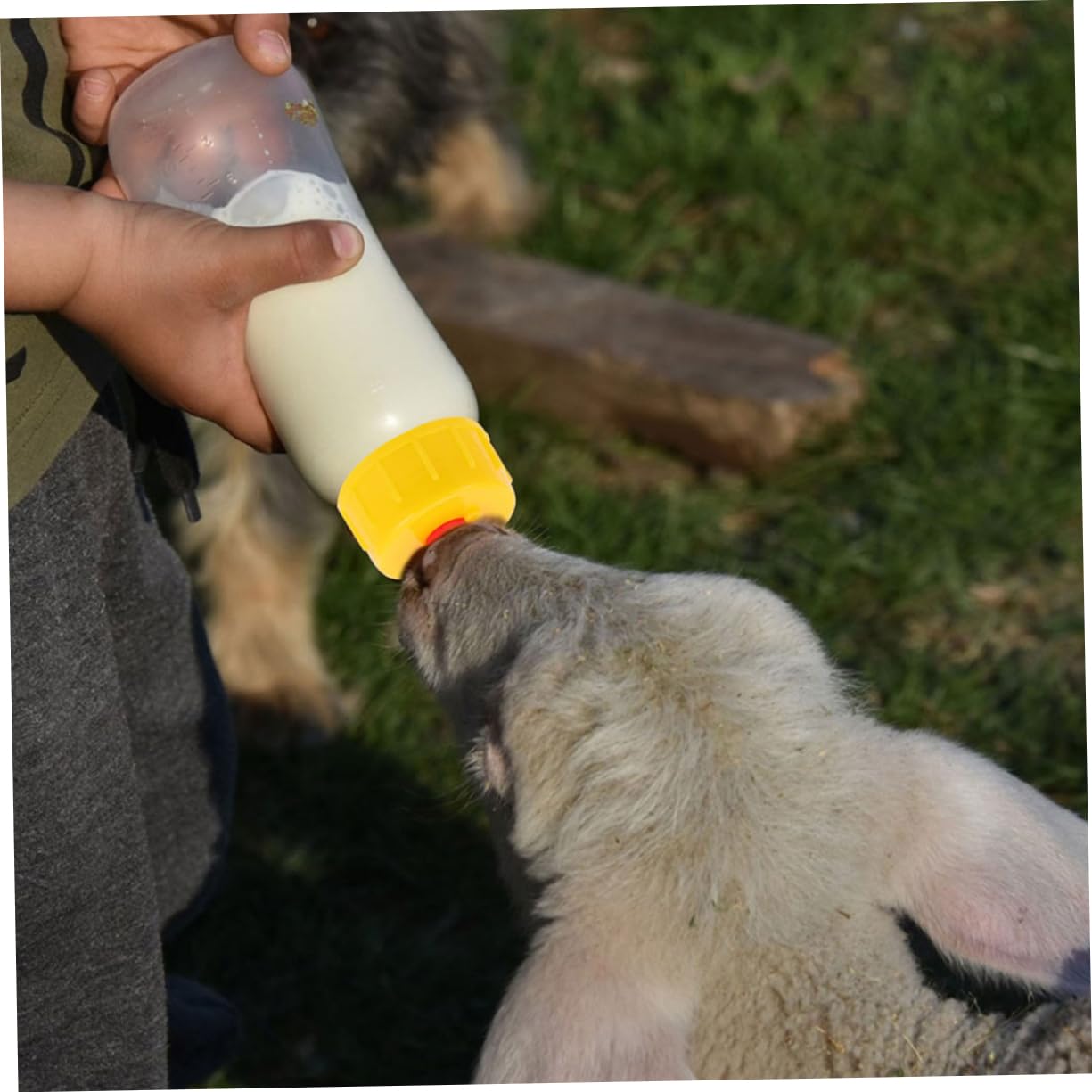 Biberon per Agnelli e Capre 400ml in Pvc, Set 1 con Tettarelle | Anti Perdita, Design del Succhietto Unico, Ricambi Inclusi, Uso in Fattoria e Casa, per Allattamento Animale