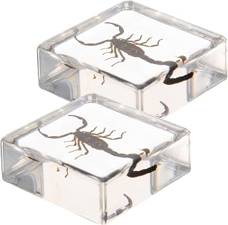 CIMAXIC 2pcs In Resin Specimen Specimen Paperweight Resin Ornament Educational Tool