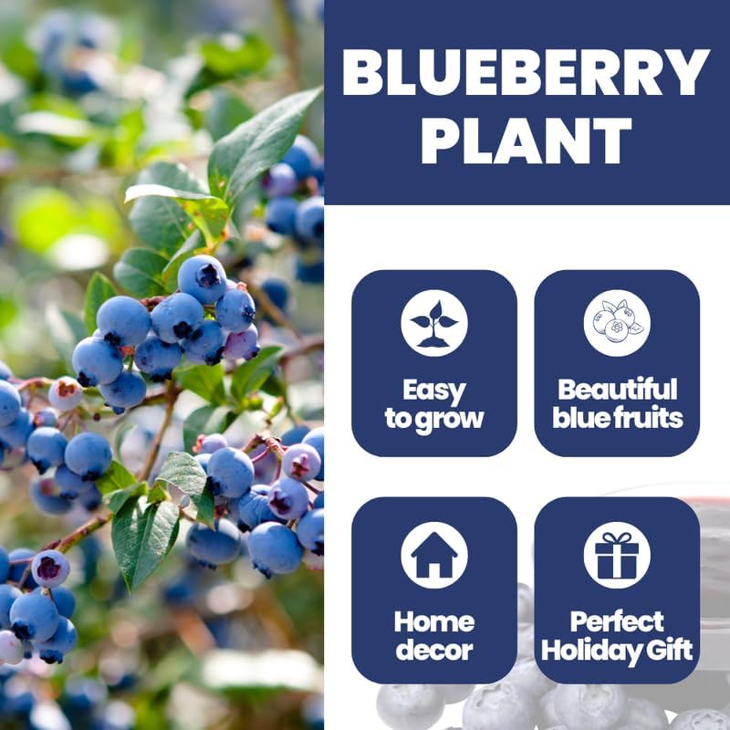 Sets 2 Blueberry Trees Live Plants, Blueberries Bushes, Hardy and High Yield, Seedlings Southern Highbush Blueberry Plants Live for Outdoor Growing, 5-7" Tall (Fast-Growing)