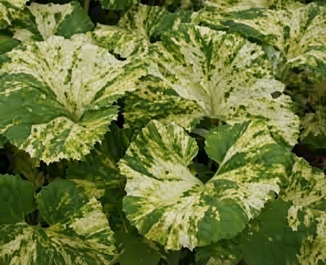 Lincsplants - Petasites japonicus variegata-1 / 9cm Bareroot