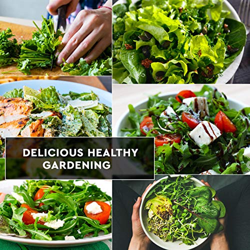 12 Lettuce and Greens Seed Pack - Heirloom and Non GMO, Grown in USA - Indoor or Outdoor Garden - Iceberg, Arugula, Kale, Spinach, Bibb, Butter, Green Oakleaf, Giant Collard, Red Romaine & More - Thumbnail 7