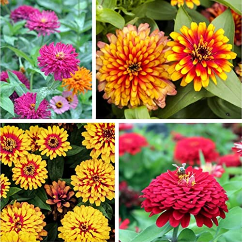 500+ Zinnia Flower Seeds For Planting Mix #TOP1