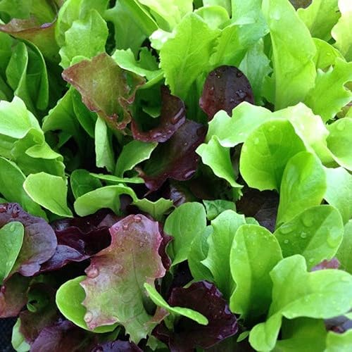 Mesclun Mix Semillas de lechuga – Verdes mixtos – Paquete de 100 semillas – Sin OMG – Una sabrosa mezcla de verduras para aportar estilo y sabor a