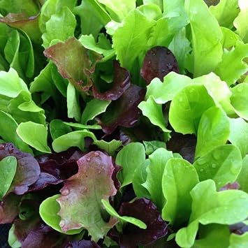 Mesclun Mix Lettuce Seeds - Mixed Greens - 50 Count Seed Pack - Non-GMO - A Tasty Mix of Greens to Bring Flair and Flavor to a Variety of Dishes. - Country Creek LLC