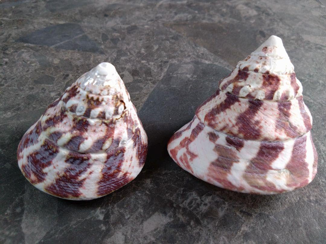 Sachi様 ローズクォーツ巻貝♡♡BIGサイズNo.1965 貝印 関孫六 銀寿 ST 和包丁 刺身 240mm AK5068 (包丁) 価格比較