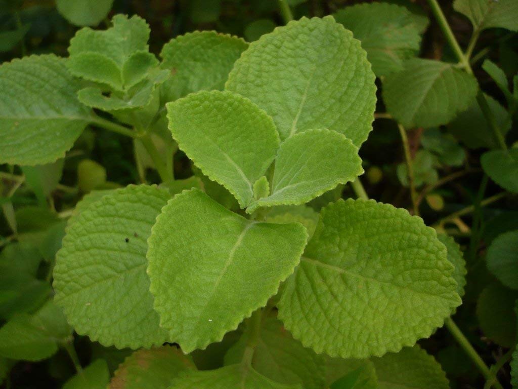 BHAJANLAL GREENERY Get Some Deals Mexican Mint Ajwain Karpuravalli