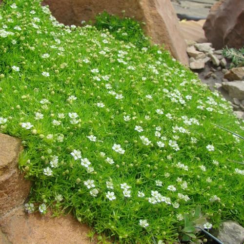 Irish Moss Seeds Ground Cover, Perennial Seeds for Planting Outdoor Garden Lawns, Low Maintenance Evergreen Plants Seeds 250+Pcs