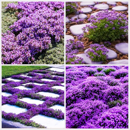 21000+ Creeping Thyme Seeds for Planting Outdoor-Perennial Non-GMO Thymus Serpyllum Magic Carpet Ground Cover Herb Plant in Home Garden