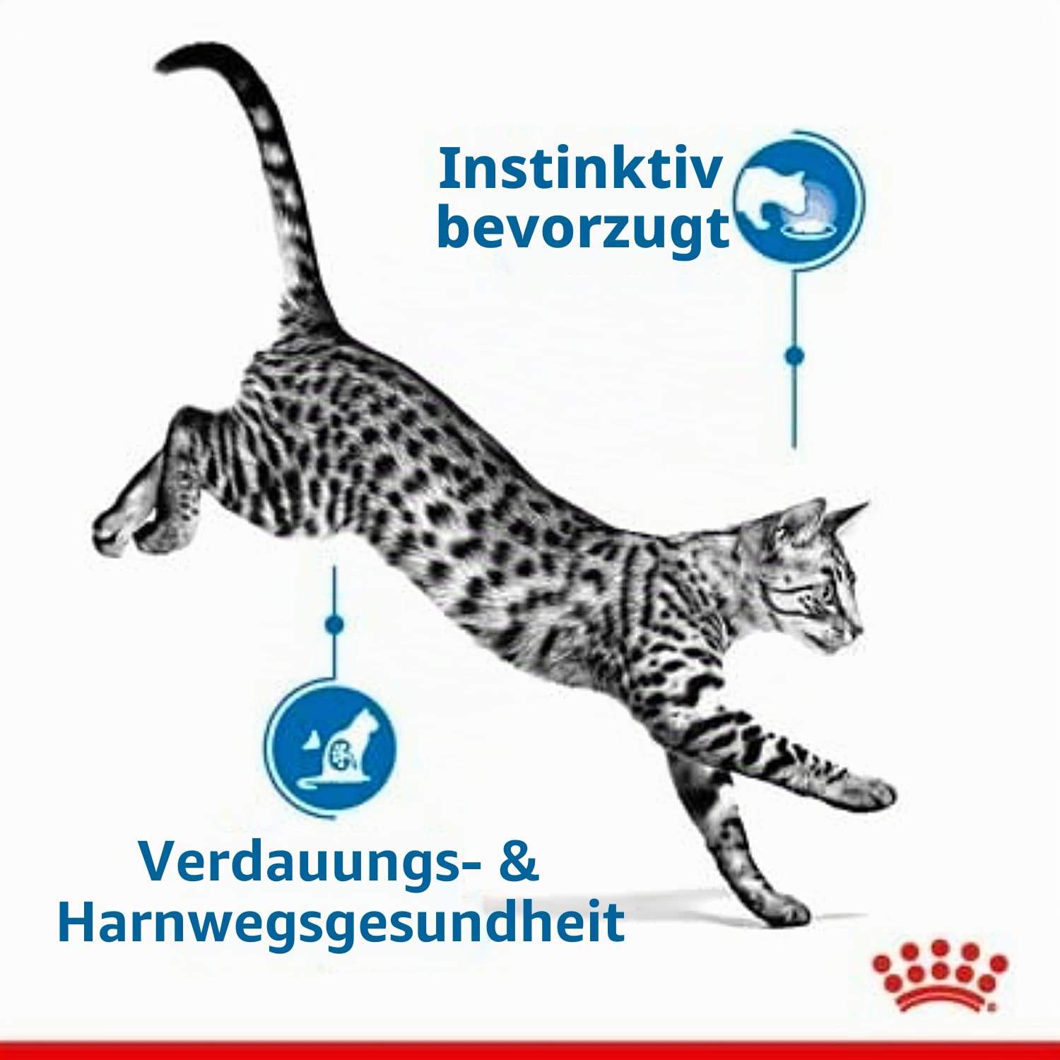 Royal Canin Indoor Sterilised in Gelee | 4er Pack | 4 x 12 x 85 g | Alleinfuttermittel für ausgewachsene Katzen die im Haus Leben | Für sterilisierte Katzen | Häppchen in Gelee