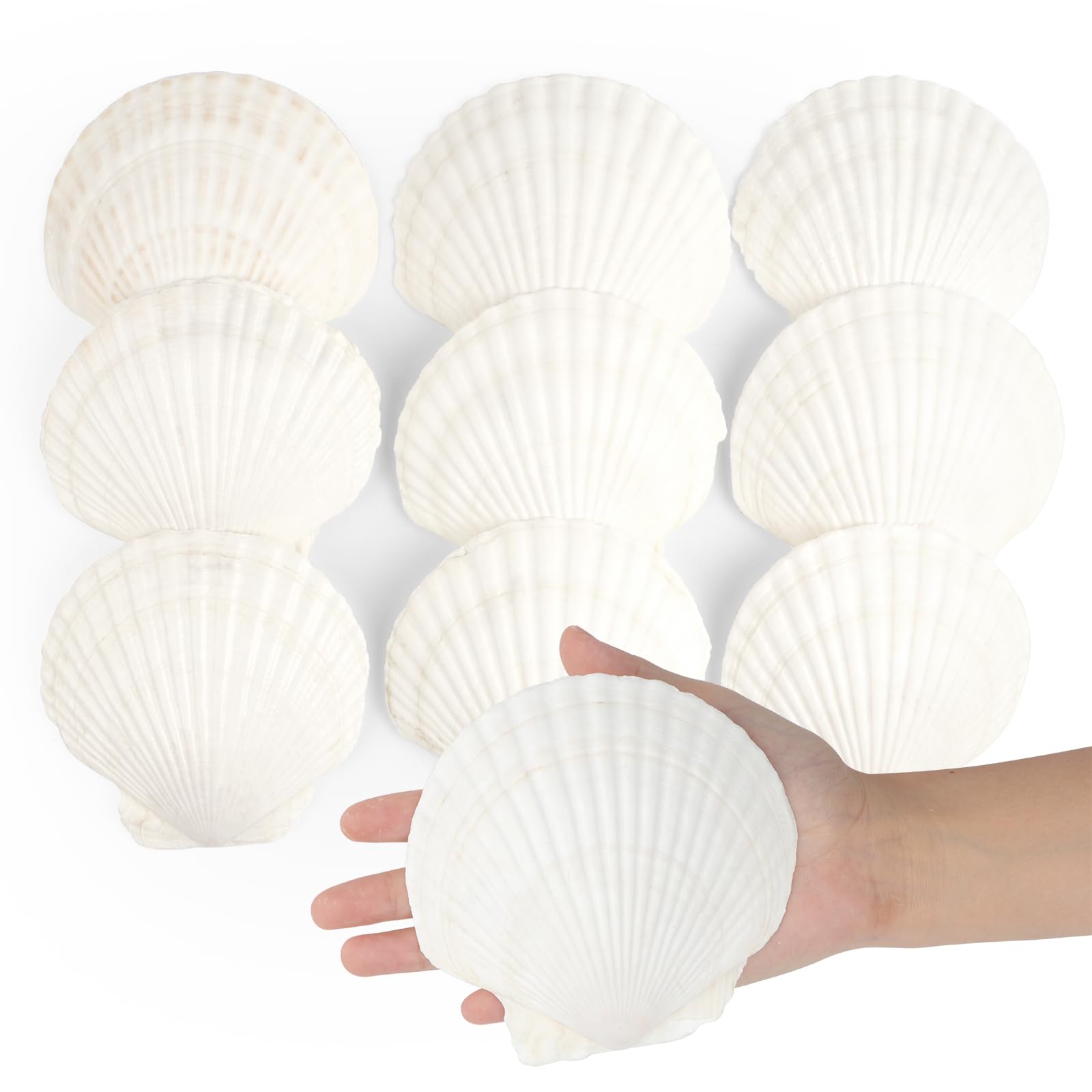 seashell　4枚 Amazon.com: Jangostor 10 PCS Scallop Shells Natural Seashell