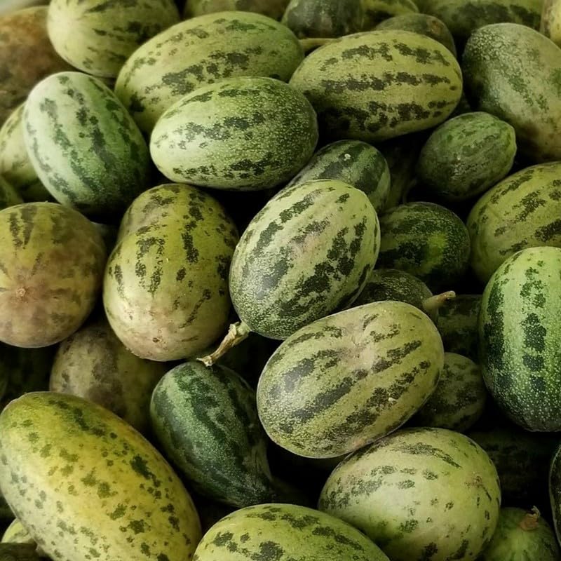 Agrey Foot Kachri/Cucumis Melon Vegetable Seeds (Green, Pack of 50 Seeds) (B0D14YD8N2) Amazon Price History, Amazon Price Tracker