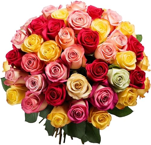 Rosas GlobalRose de primera calidad, frescas, bonitas