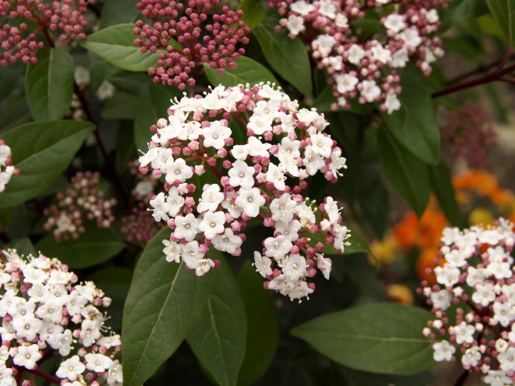 Viburnum tinus 'Spirit' Evergreen Hardy Shrub Scented White Blooms Flowers for Six Months Easy to Grow Your Own Outdoor Garden Flower Plants 1x or 2X 3-Litre Potted Plant by Suttons (2)