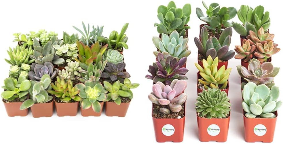 Altman Plants Live Succulent Plants (20 Pack) Bundle with Shop Succulents Unique Succulent Plant Pack Collection
