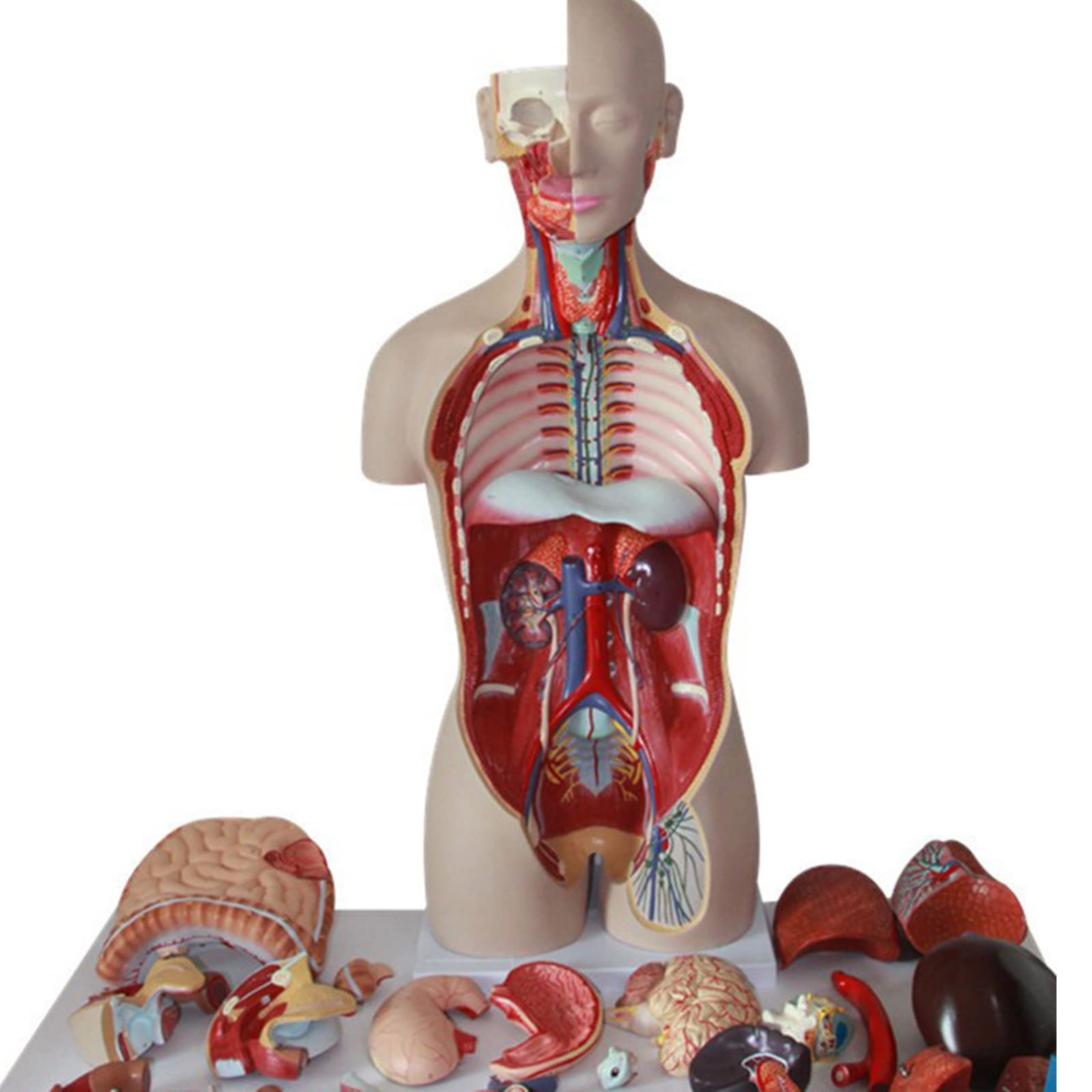 人間　解剖 Amazon.co.jp: 85cm人間の内臓構造モデル、27個の内臓解剖 学的臓器消化器系、大型、リアルなデザイン、骨内臓を研究する医学生を含む、プロの教育解剖モデル、 : 産業・研究開発用品