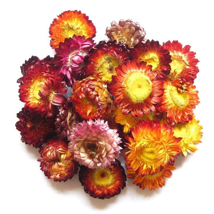 Cabezas de Margaritas Secas, Crisantemo Multicolor, 55 Piezas miniatura 3