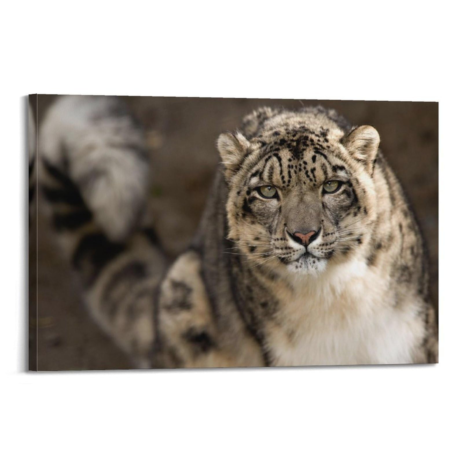 JTLFXY Animal Poster Snow Leopard in Winter Poster Decorative Painting Canvas Wall Posters And Art Picture Print Modern Family Bedroom Decor Posters 20x30inch(50x75cm)