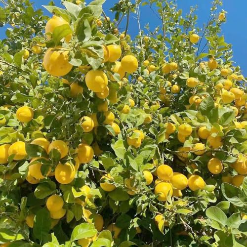 semi di limone, frutteto frutto colonnare esotico vecchie varietà di limone da frutto colonnari da colonnari raro nani, resistenti semi comprare 10pcs