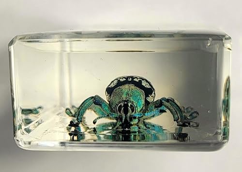 Miniatura 116 de Escarabajo de algodoncillo azul cobalto real de 1.732 in en espécimen de resina de lucita cristalina, insectos, insectos preservados, colección