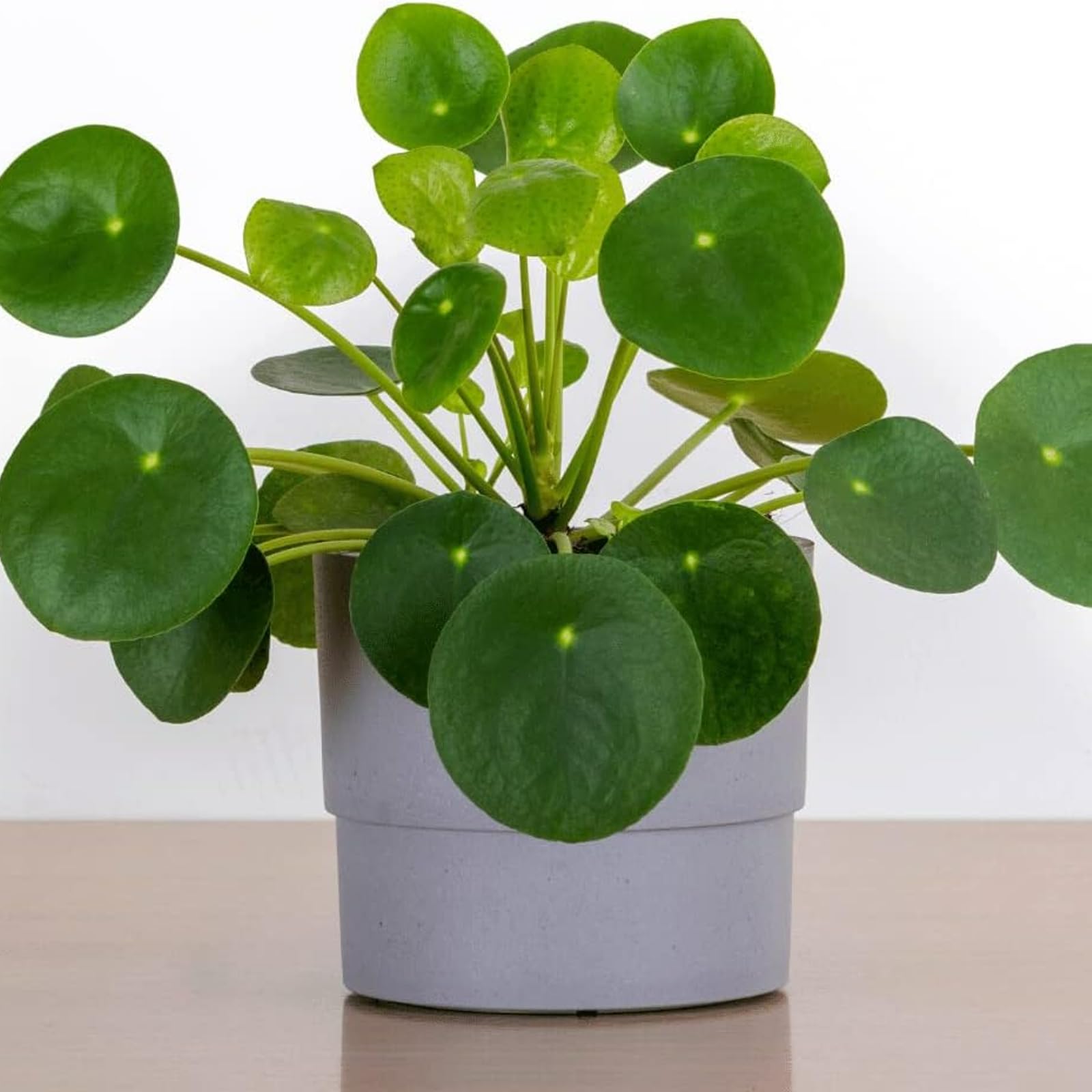 Pilea Peperomioides - Chinese Money Houseplant in 13cm Pot x1