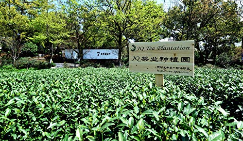 Il tè organico JQ di Osmathus Longjing （桂花龙井） del