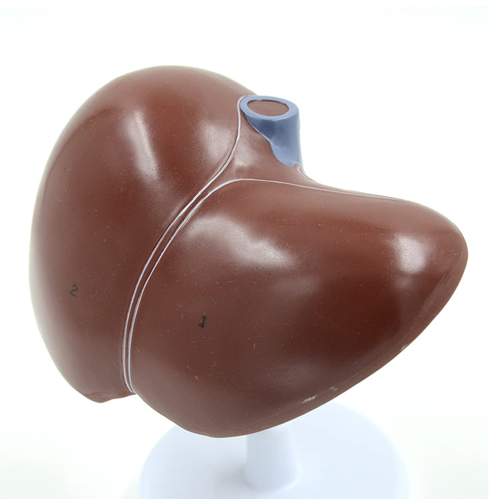 Anatomiczny model ludzkiej wątroby anatomiczny model narządów ludzkich szkoła nauczanie narzędzie ekspozycyjne sprzęt laboratoryjny