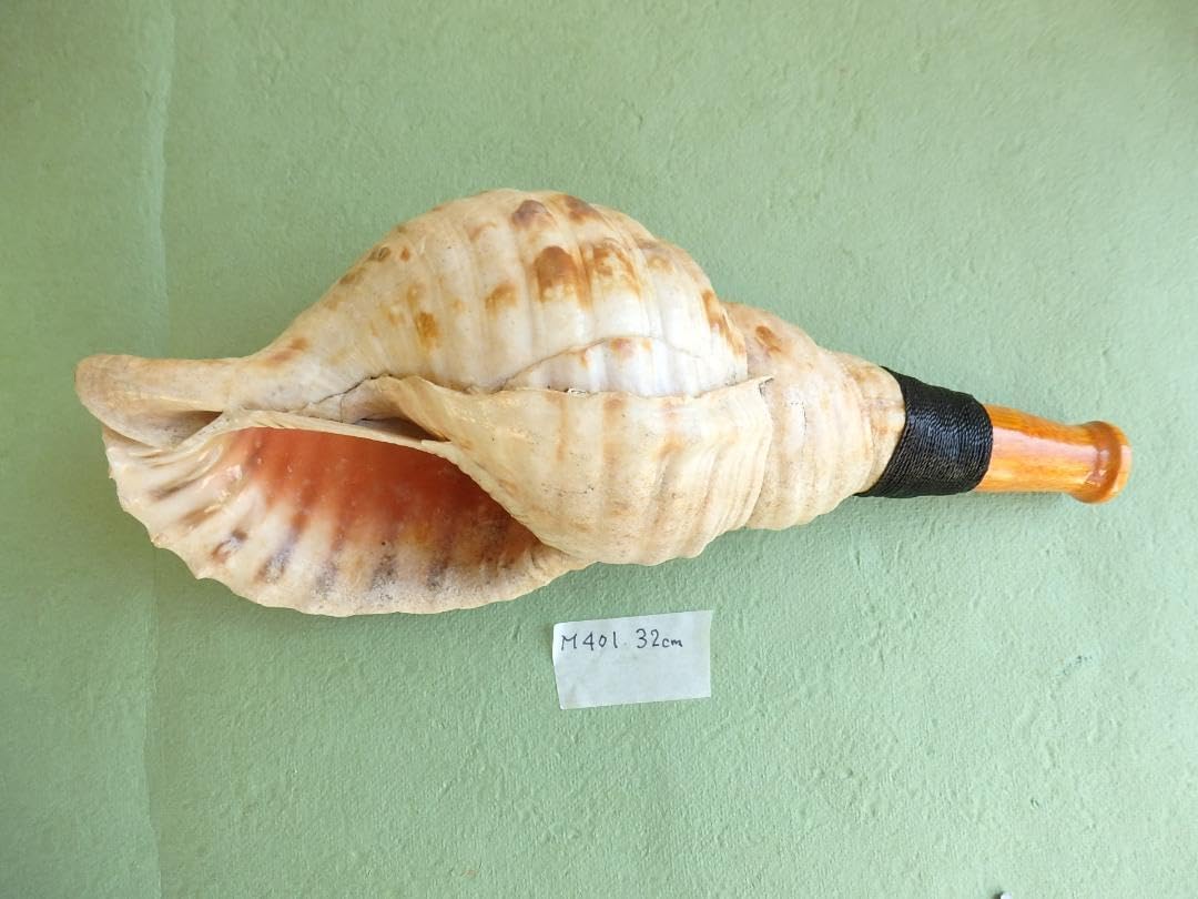 法螺貝 約32㎝ 木製歌口付 MH-401 X 法螺貝 約32㎝ 木製