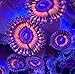 coralSLover Live Saltwater Coral Frag - Blood Diamond Zoanthids (1 Head)