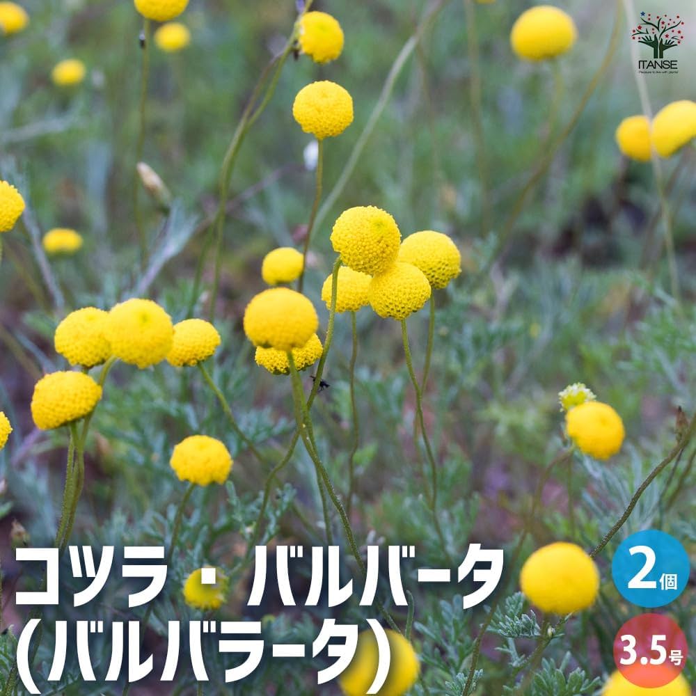 草の木、ホタルにて Amazon.co.jp: ITANSE コツラ バルバータ(バルバラータ