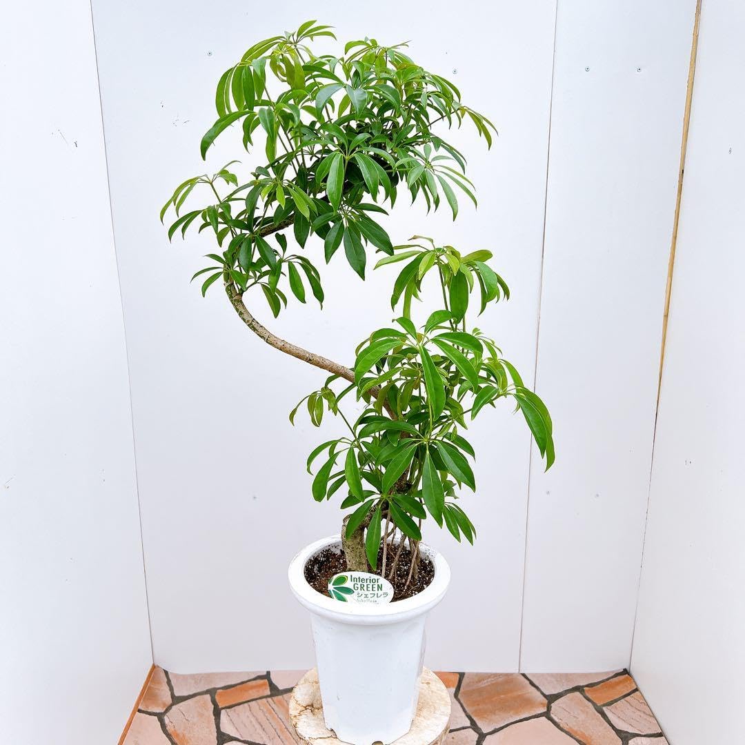 シェフレラ 3番 曲がり 観葉植物 人気 インテリアグリーン 斑入り 室内 シェフレラ 3番 曲がり 観葉植物 人気 インテリアグリーン 斑入り 室内