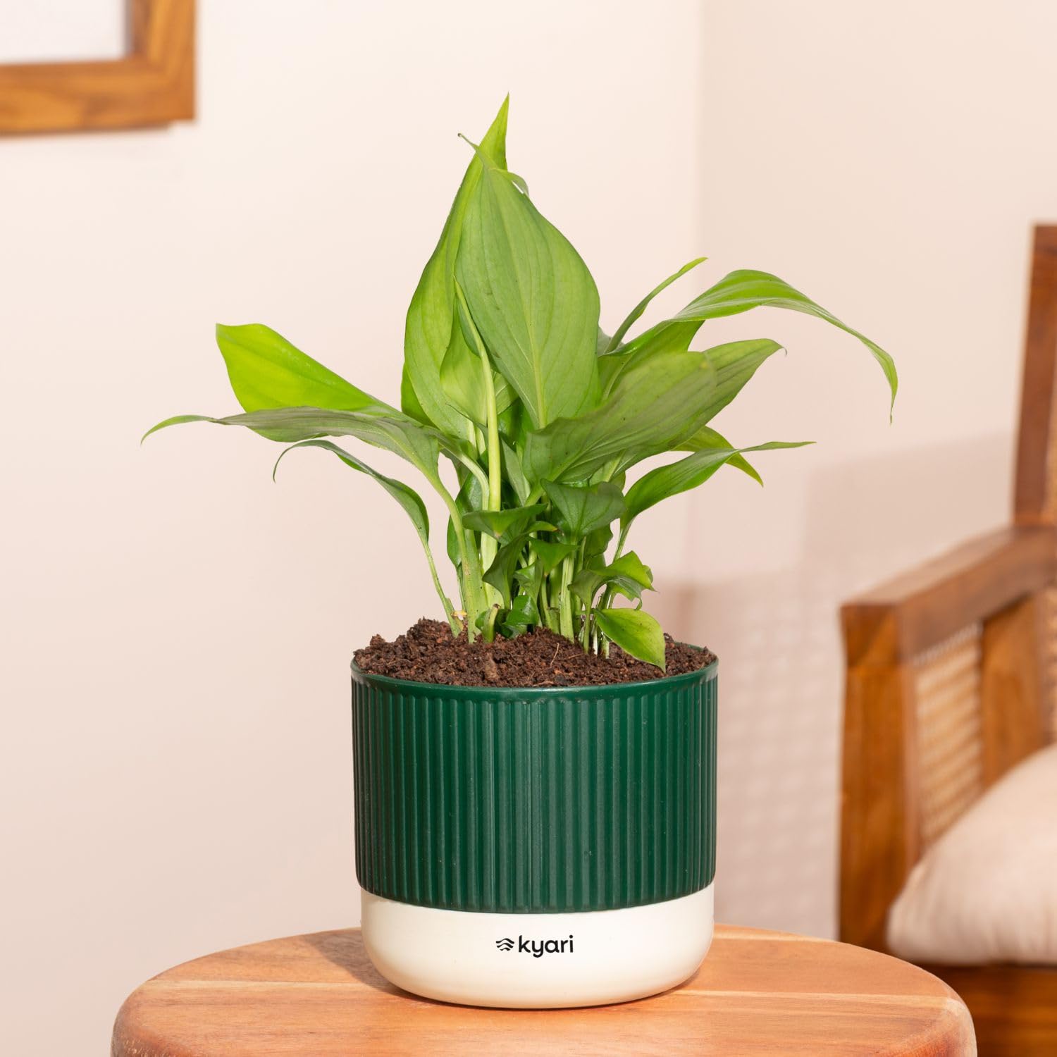 Kyari Peace Lily Live Plant with Green Self Watering Pot – Mylo 3.5 Inch